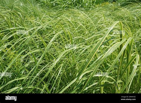 Long Grass Blowing In The Wind Stock Photo Alamy