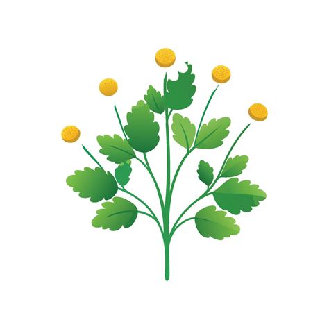 Stunning Feverfew Plant Design with Artistic Flair 57395257 Vector Art