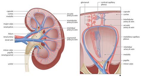 Renal Artery