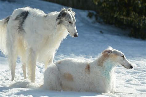 胴体・鼻先が長い犬には魅力がたくさん！身体のサイズや寿命、関連するアイテムをご紹介！ - petan