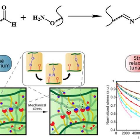 A Schematic Diagram Of Radical Mediated Thiol Ene Reaction B