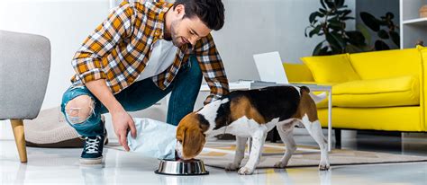 What is the Best Time to Feed Your Dog? | Pet Side