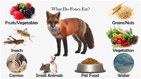 What Do Foxes Eat Diet And Facts