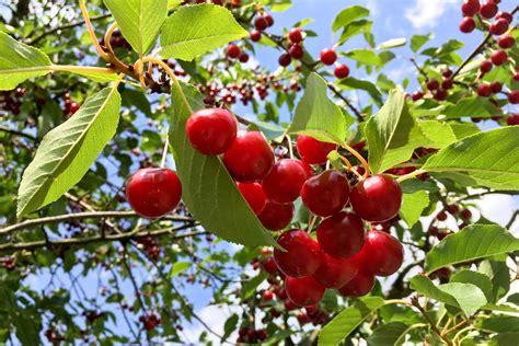 Six ways how to preserve sour cherries | Čačarôdka