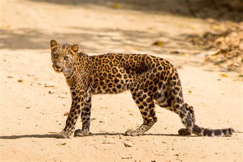 Indochinese Leopard (Panthera pardus delacouri)