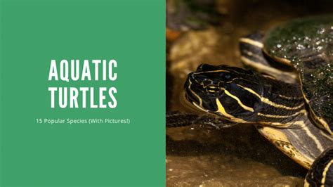 An Expert Guide to Aquatic Turtles: Types, Tank Setup, and Diet ...