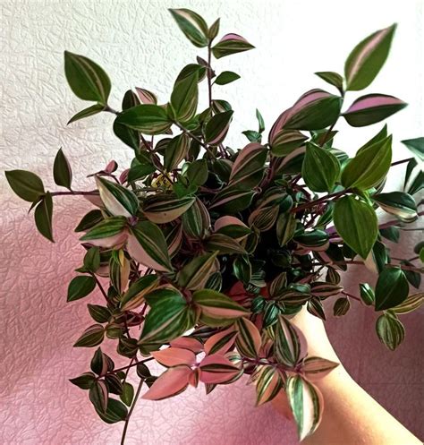 Tradescantia Mundula Lisa Plant Care House Plants Plants