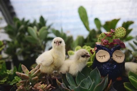 Splash Blue Ameraucana Chicks Open Gate Poultry