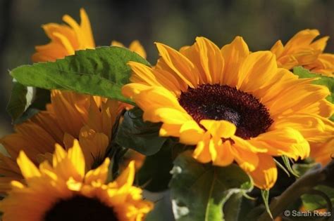 Sunshine and Sunflowers , The Colour and Wonder | BaldHiker