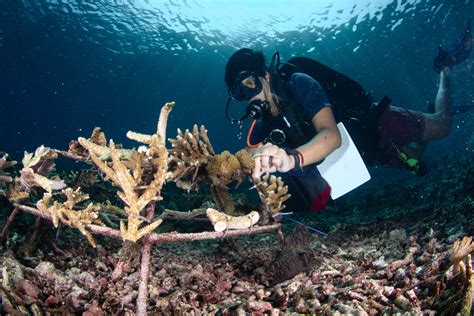 Coral reef restoration - Go Ocean