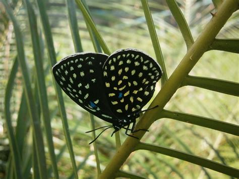 Mariposa Sedosa Chamalina Polinizadores Diurnos Del Jard N Nico