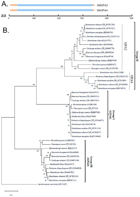 Phylogenetic Analysis Of Four G Proteins In Metarhizium Robertsii A