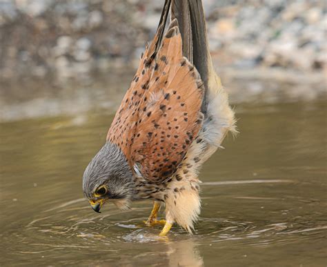 Norjask (@thabarbarian) / Twitter