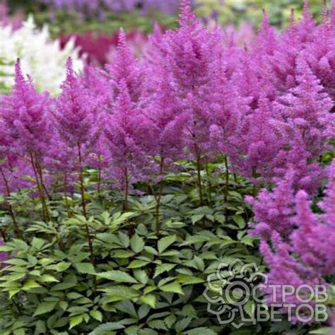 Астильба Аметист — описание, фото и характеристики сорта