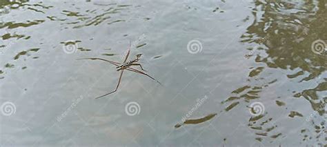 Nature Gerridae Water Spiders Always Walkjump On The Surface Of The