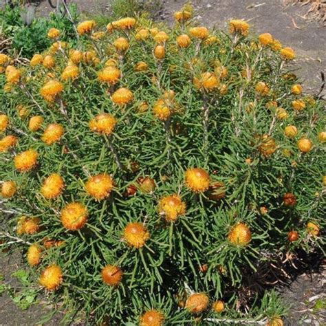 Banksia Formosa Showy Dryandra Pot Hello Hello Plants