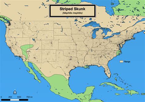 Striped Skunk - eMuseum of Natural History