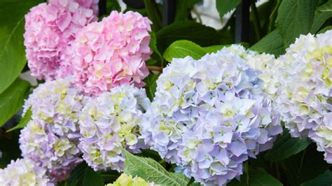 Hortensia S Snoeien Hoe En Wanneer Moet Dit Gebeuren Max Vandaag