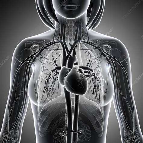 Female Cardiovascular System Artwork Stock Image F005 9591