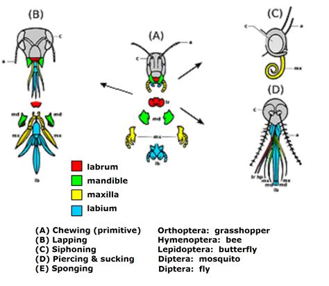 Biology: Insect evolution