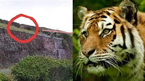 Video Penampakan Harimau Gunung Dempo Bikin Warga Pagaralam Ketakutan