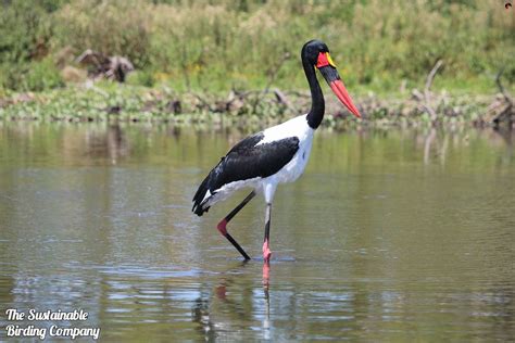 Day Nairobi National Park Birding Tour In Nairobi Kenya