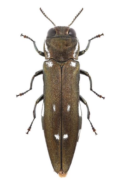 Agrilus ater (Linnaeus, 1767) | Beetle insect, Bugs and insects, Insects