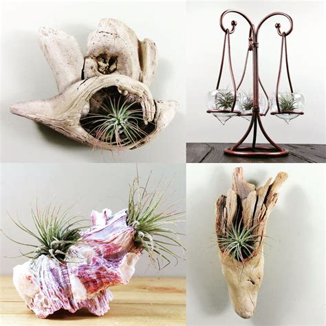 In Stock Driftwood Eye Wall Hanging Air Plant Holder With Etsy Air