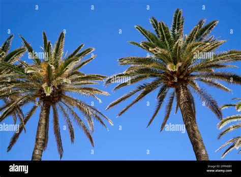 Palm trees and sky in background Stock Photo - Alamy