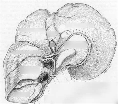 Anatomy Visceral Surface Of Liver Dog Diagram Quizlet