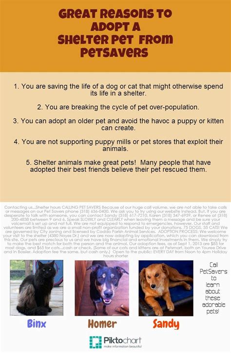 Great Reasons To Adopt A Shelter Pet Shelter Dogs Pets Dogs Up For