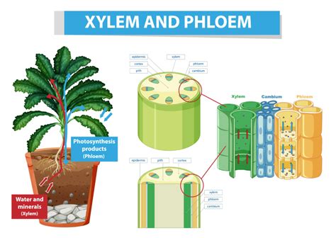 Difference Between Vascular and Nonvascular Plants » BIOLOGY TEACH