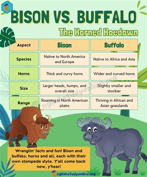 Bison Vs Buffalo A Tale Of Two Herds In English English Study Online