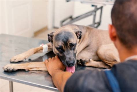 Fisioterapia Em Cachorro Valor Pitagueiras Fisioterapia Para