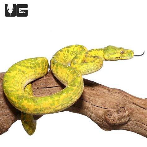 Adult Biak Green Tree Pythons Morelia Viridis For Sale Underground