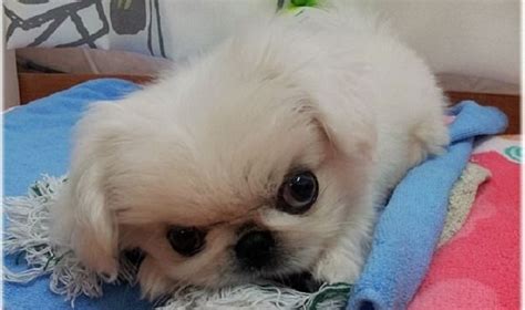 17 Things All Pekingese Owners Must Never Forget