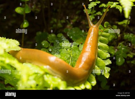 Banana Slug Along South Fork Trail Prairie Creek Redwoods State Park