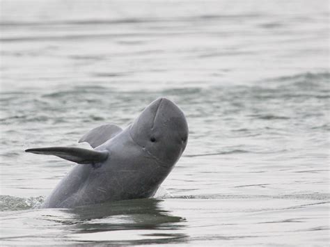 Irrawaddy Dolphins in the Chilika Lake