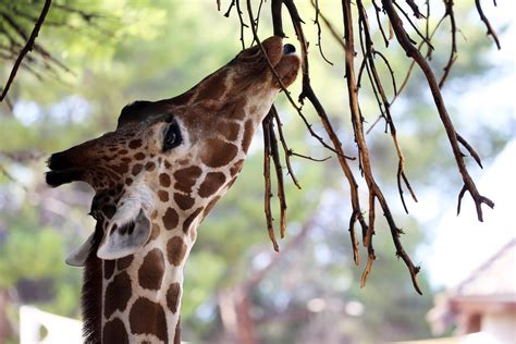 Giraffe | Reid Park Zoo