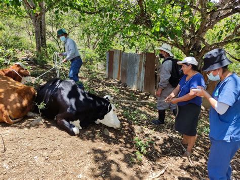 Descartan Virus De La Lengua Azul En Ganado Bovino Y Ovino