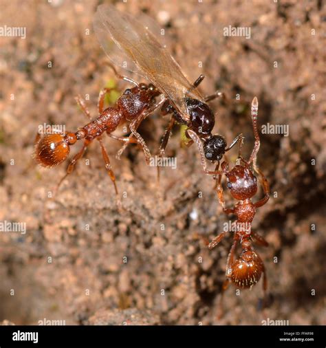 Red and black ants fighting. Common red ant (Myrmica rubra) workers attacking black garden ant ...