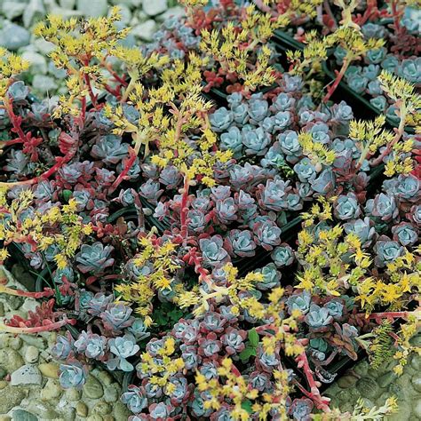 Sedum Spathulifolium Purpureum Succulent Rock Garden Rock Garden