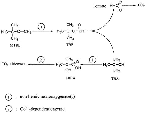 Pathway For Mtbe Degradation In M Austroafricanum Ifp 2012 Download