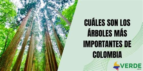 Que hacen con los árboles talados Colombia Verde