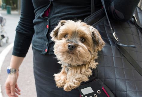 10 Best Dog Carrier Purses Of 2019 Pet Comments