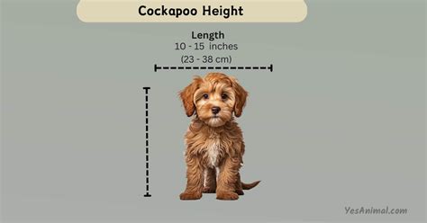 Explore the Perfect Size of Your Cockapoo: Big Love, Small Stature 2024