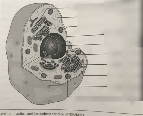 Schaubild Aufbau Und Funktion Einer Zelle Quizlet
