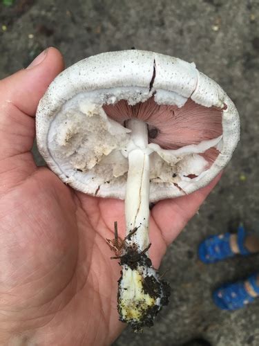 Agaricus Sect Xanthodermatei Section Xanthodermatei INaturalist