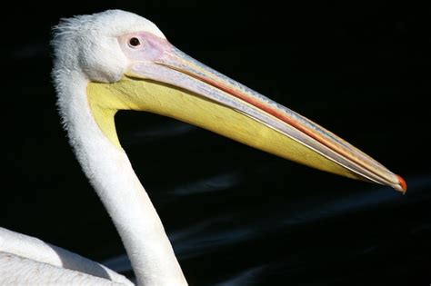 Premium Photo | The beak of a pelican