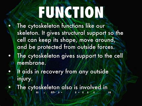 Cytoskeleton by Mara Gustafson